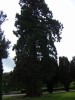 Filename=200607021117-PICT0401-BirrDemesne.jpg
Filesize=389KiB
Dimensions=1200x1600
Date added=Jun 16, 2009 200607021117-PICT0401-BirrDemesne.jpg