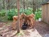 Filename=200907241307-100_0203_MoosePark-YoungMoose.jpg
Filesize=615KiB
Dimensions=4096x3072
Date added=Jan 24, 2016 200907241307-100_0203_MoosePark-YoungMoose.jpg