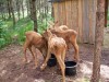 Filename=200907241307-100_0205_MoosePark-Foraging.jpg
Filesize=504KiB
Dimensions=4096x3072
Date added=Jan 24, 2016 200907241307-100_0205_MoosePark-Foraging.jpg