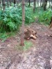 Filename=200907241309-100_0209_MoosePark-YoungMoose.jpg
Filesize=666KiB
Dimensions=3072x4096
Date added=Jan 24, 2016 200907241309-100_0209_MoosePark-YoungMoose.jpg
