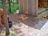 Filename=200907241309-100_0211_MoosePark-YoungMoose.jpg
Filesize=569KiB
Dimensions=4096x3072
Date added=Jan 24, 2016 200907241309-100_0211_MoosePark-YoungMoose.jpg