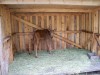 Filename=200907241311-100_0214_MoosePark-YoungMoose.jpg
Filesize=360KiB
Dimensions=4096x3072
Date added=Jan 24, 2016 200907241311-100_0214_MoosePark-YoungMoose.jpg