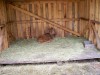 Filename=200907241312-100_0216_MoosePark-YoungMoose.jpg
Filesize=410KiB
Dimensions=4096x3072
Date added=Jan 24, 2016 200907241312-100_0216_MoosePark-YoungMoose.jpg