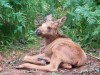 Filename=200907241312-100_0217_MoosePark-YoungMooseClose.jpg
Filesize=369KiB
Dimensions=4096x3072
Date added=Jan 24, 2016 200907241312-100_0217_MoosePark-YoungMooseClose.jpg