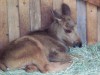 Filename=200907241313-100_0219_MoosePark-YoungMoose.jpg
Filesize=278KiB
Dimensions=4096x3072
Date added=Jan 24, 2016 200907241313-100_0219_MoosePark-YoungMoose.jpg