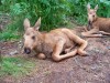 Filename=200907241314-100_0221_MoosePark-YoungMoose.jpg
Filesize=593KiB
Dimensions=4096x3072
Date added=Jan 24, 2016 200907241314-100_0221_MoosePark-YoungMoose.jpg