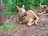 Filename=200907241314-100_0222_MoosePark-YoungMoose.jpg
Filesize=617KiB
Dimensions=4096x3072
Date added=Jan 24, 2016 200907241314-100_0222_MoosePark-YoungMoose.jpg
