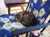 Filename=200907241905-100_0252_JasonsNewCat.jpg
Filesize=350KiB
Dimensions=4096x3072
Date added=Jan 24, 2016 200907241905-100_0252_JasonsNewCat.jpg