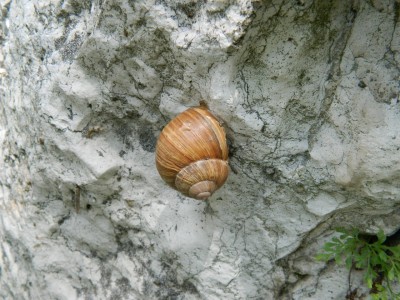 201205241238-Bakoweic_Snail-DSCN0340.jpg