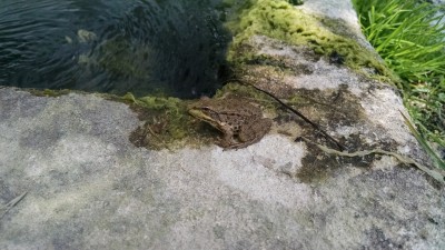 201506231220-00108-IMG-Toad.jpg