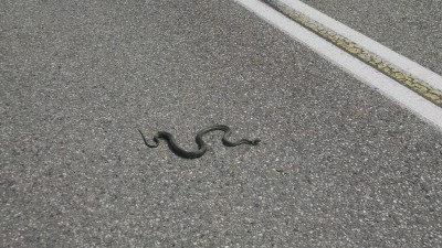 201507291159-01090-IMG-Viper.jpg