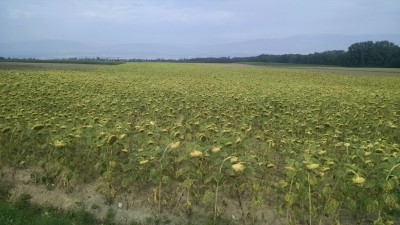 201508131037-01227-IMG-Sunflowers.jpg