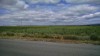 201506221046-00098-IMG-Sunflowers.jpg