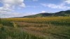 201506221135-00100-IMG-Sunflowers.jpg