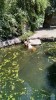 Filename=201507191049-00780-IMG-BudapestZoo.jpg
Filesize=4420KiB
Dimensions=1152x2048
Date added=Oct 19, 2015 201507191049-00780-IMG-BudapestZoo.jpg