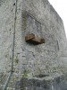 Filename=201509161604-00972-DSCN3738-AthenryCastle.jpg
Filesize=6254KiB
Dimensions=1536x2048
Date added=Oct 20, 2015 201509161604-00972-DSCN3738-AthenryCastle.jpg