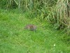 Filename=201509251502-01146-DSCN3912-Rat.jpg
Filesize=6037KiB
Dimensions=2048x1536
Date added=Oct 20, 2015 201509251502-01146-DSCN3912-Rat.jpg