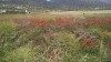 Filename=201805261433-01323-IMG.jpg
Filesize=1079KiB
Dimensions=2048x1152
Date added=Jun 19, 2018 201805261433-01323-IMG.jpg