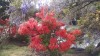 Filename=201810261001-00199-IMG_Rotorua.jpg
Filesize=912KiB
Dimensions=2048x1152
Date added=Nov 15, 2018 201810261001-00199-IMG_Rotorua.jpg