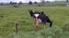 Filename=201810281223-00237-IMG_Landscape_Cows.jpg
Filesize=626KiB
Dimensions=2048x1152
Date added=Nov 15, 2018 201810281223-00237-IMG_Landscape_Cows.jpg