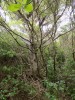 Filename=201811061155-00172-DSCN6754_Somes_Island.jpg
Filesize=1492KiB
Dimensions=1536x2048
Date added=Nov 15, 2018 201811061155-00172-DSCN6754_Somes_Island.jpg