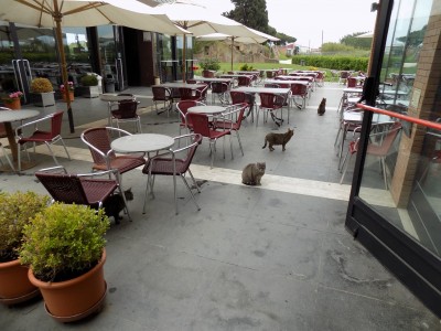 201905211018-00454-DSCN7221_Ostia_Antica_cats.jpg