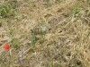 Filename=201905311222-00026-DSCN7355_Vonitsa_Castle_Turtle.jpg
Filesize=70KiB
Dimensions=2048x1536
Date added=Jun 17, 2019 201905311222-00026-DSCN7355_Vonitsa_Castle_Turtle.jpg