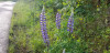 Filename=202406010750-00341_Flowers.jpg
Filesize=985KiB
Dimensions=2048x995
Date added=Jun 15, 2024 202406010750-00341_Flowers.jpg