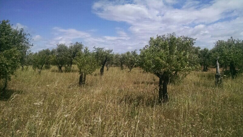 rps20190528_212649-908213174.jpg image